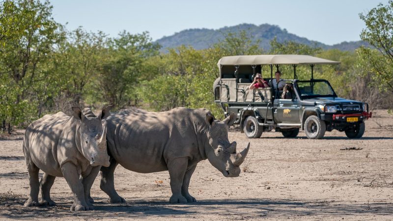 06-ongava-lodge-activities-game-drive-wildlife-rhinos.4a8399a5