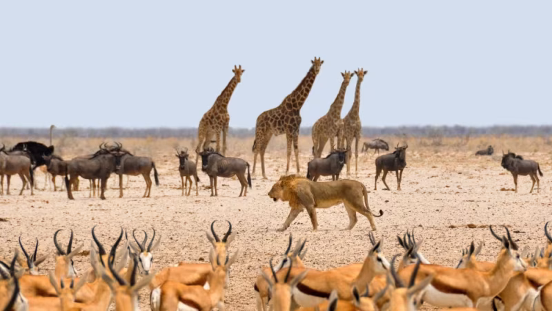 085401-Namibia-Pixabay-Animals-1170179-1