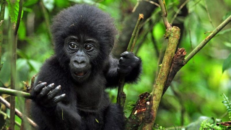 14-Days-Best-of-Rwanda-Safari-750x400-1