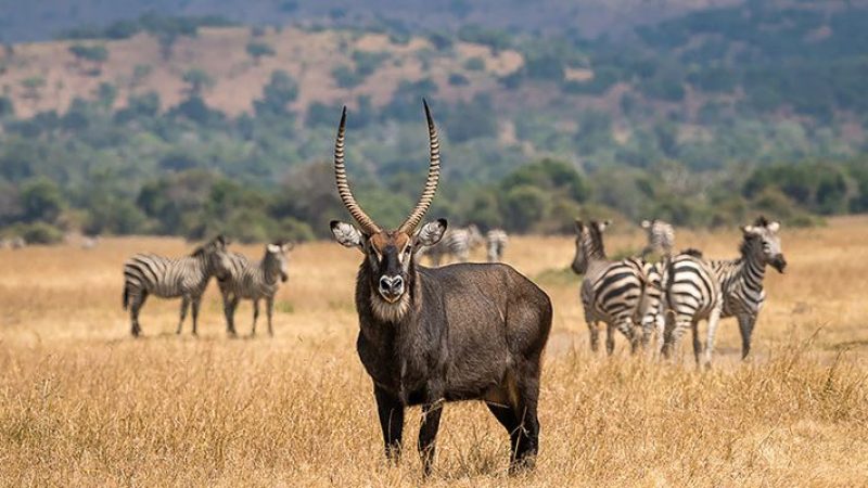 4-Days-Nyungwe-Forest-Akagera-Wildlife-Safari-750x400