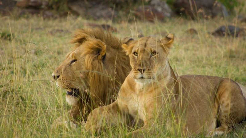 7-Days-Kenya-Safari-Experience-Holiday2
