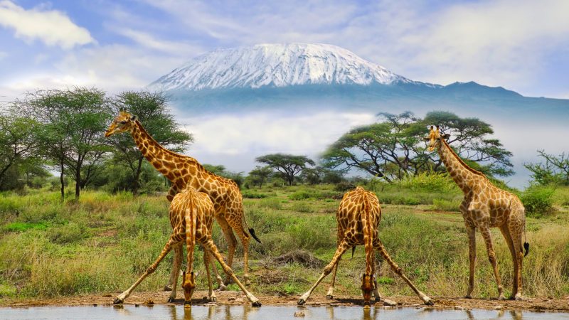 Giraffen und der Kilimandscharo im Amboseli Nationalpark