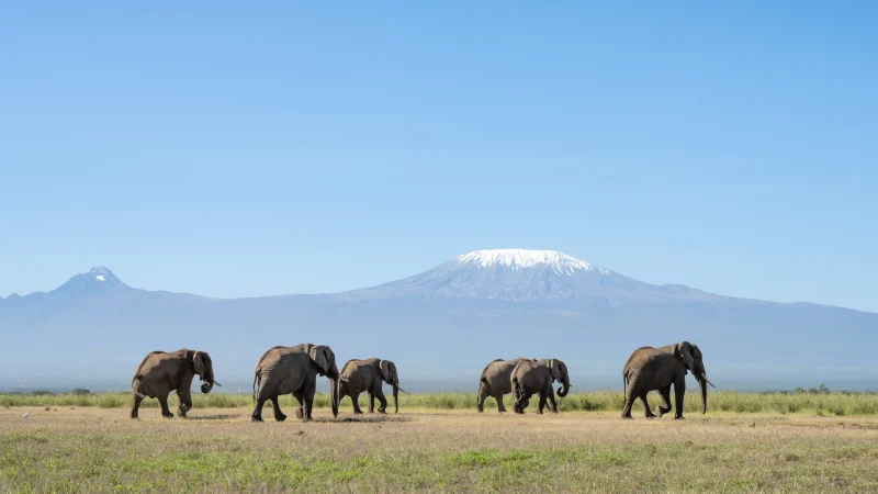 AngamaAmboselielephants