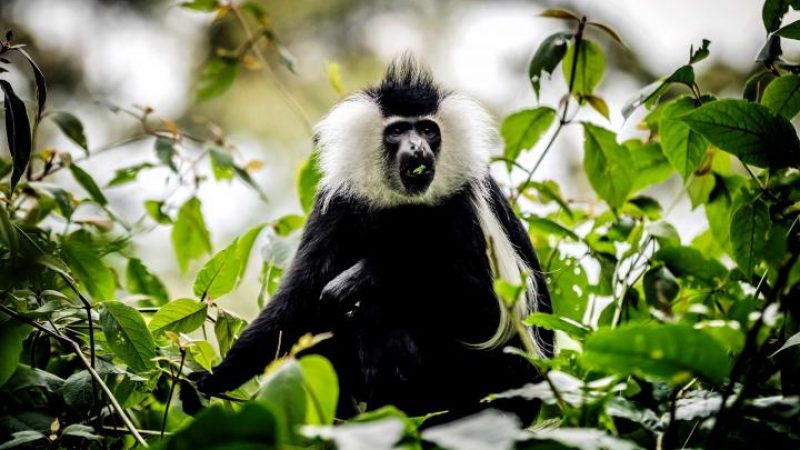 Angolan_ Colobus_Monkey_2