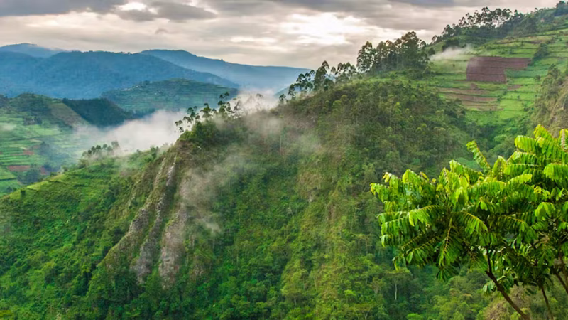 Bwindi-Impenetrable-Forest