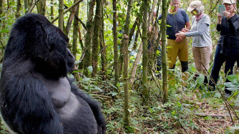 Gorilla-Trekking-in-Rwanda-from-USA-1024x675