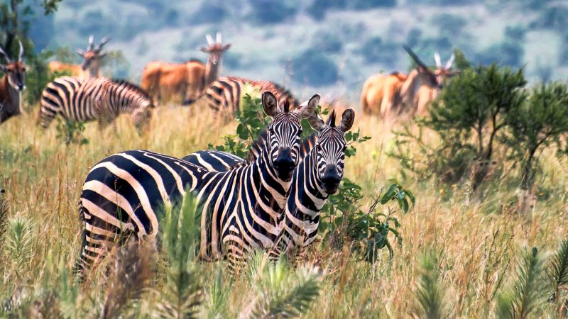 Grazing-zerba-and-antelope-in-Akagera-National-Park-Rwanda