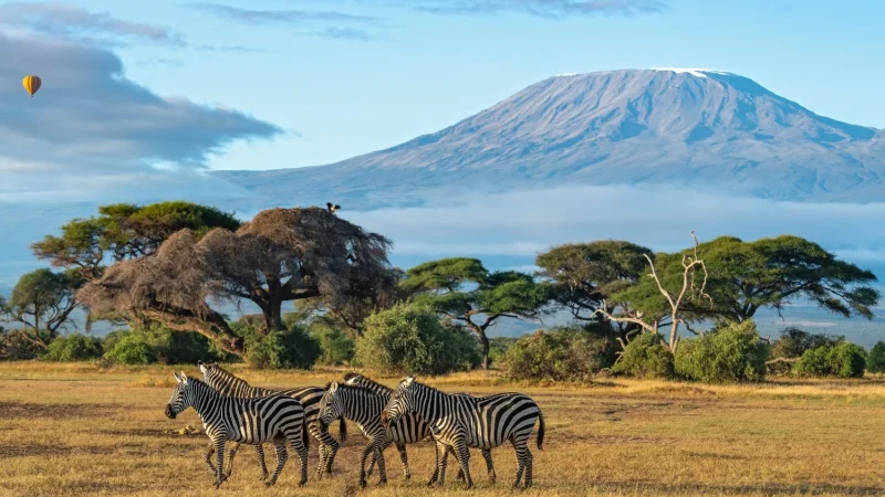 Header-image-Kenya-zebras