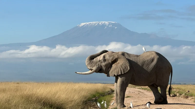 Kenya-Safari-Tours-2