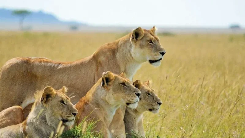 Kenya-Tanzania-Safari-Adventure-9-800x600