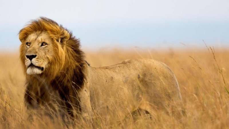Kenya__0000_Kenya-Masai-Mara-Lion