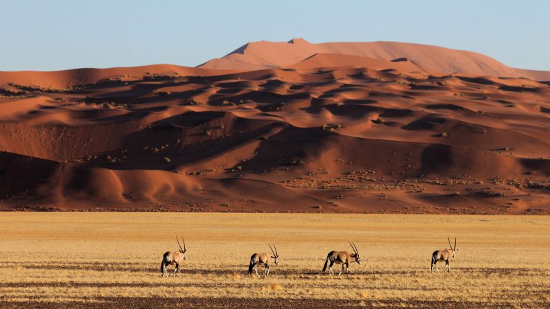 Oryx-Walking-in-Sossusvlei-Namibia