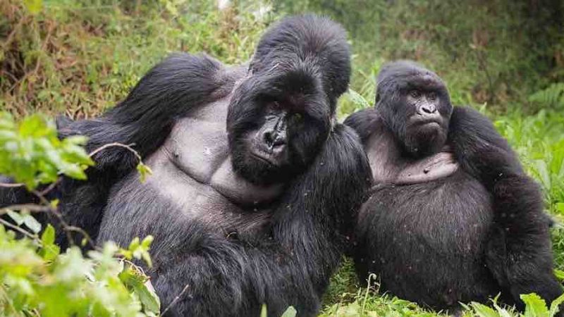Rwanda-safaris-1-1