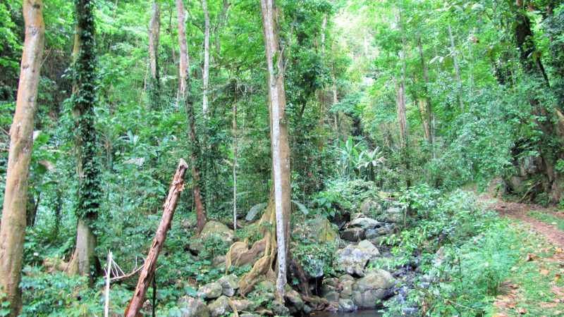 Sao_Tome_Ponta_Figo_Hike_8_(16063229667)