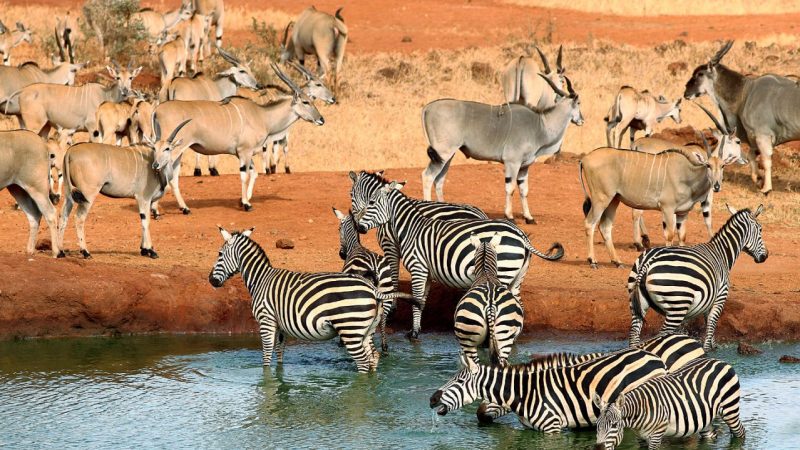 Tsavo-national-park-animals