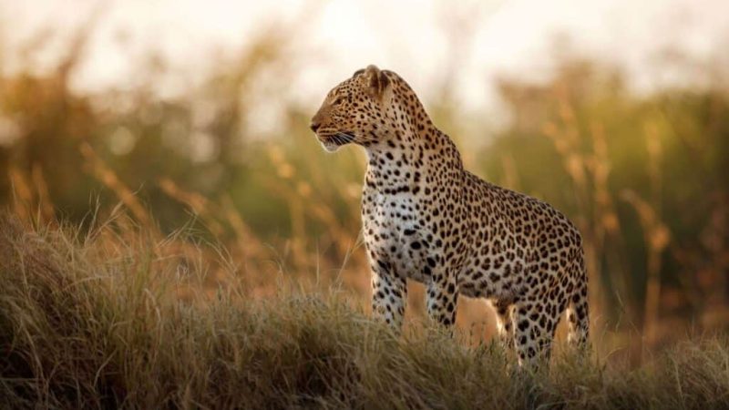 african-leopard-female-pose-beautiful-evening-light-1024x683