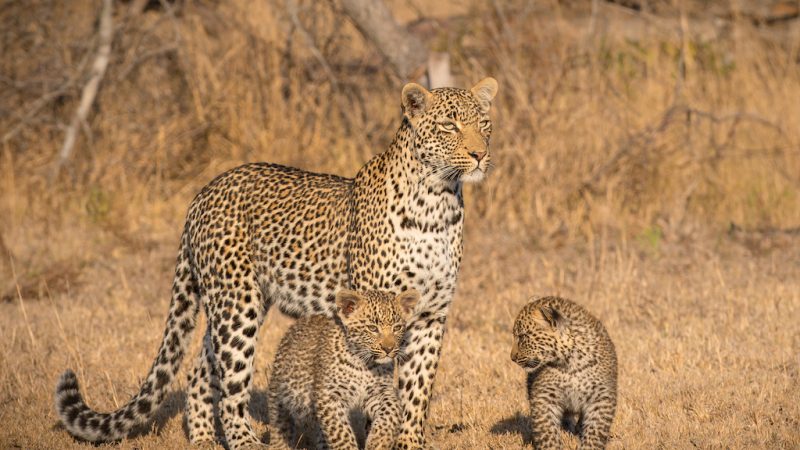 best-time-to-visit-Kruger