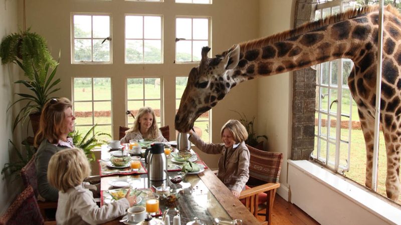giraffe-manor