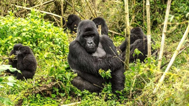 gorilla-trekking-in-rwanda