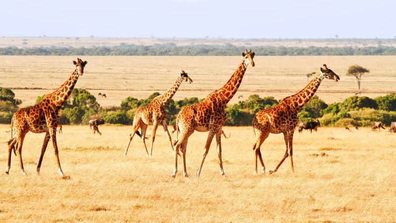 kenya-safari-vacations
