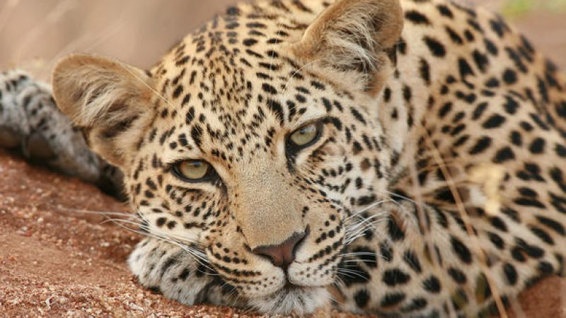 leopard