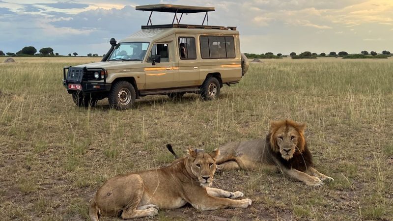 lions-by-landy-on-safari
