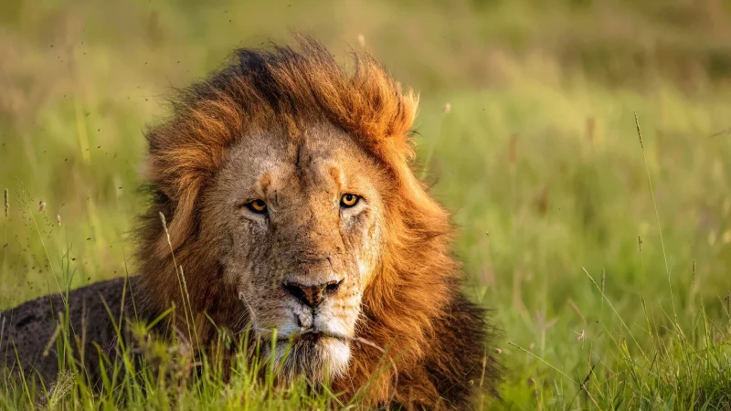 maasai-mara-reserve-lion-scaled