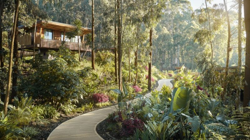 news-main-introducing-oneonly-gorillas-nest-rwanda.1584707677