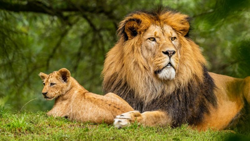 rwanda-safari-3-1400x650