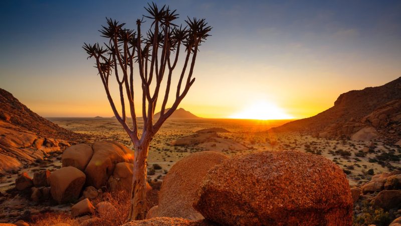 shu-Namibia-Damaraland-QuiverTree_562772674-1440x823-1