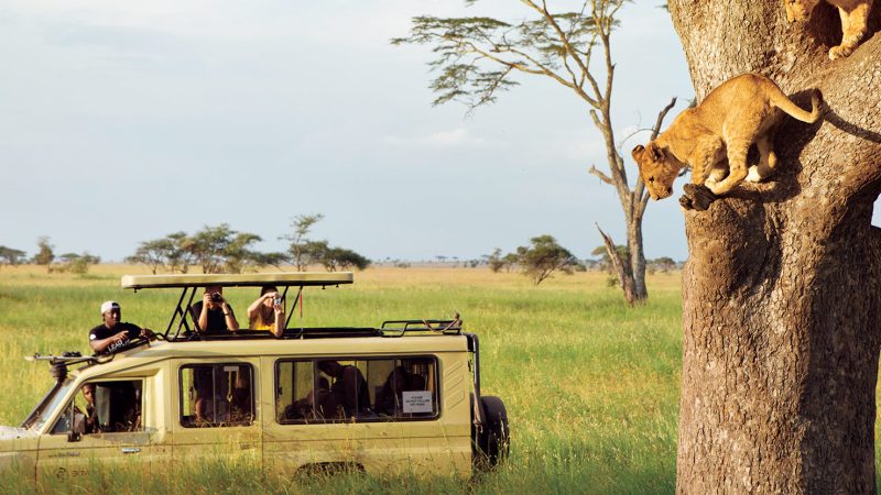 tanzania-safari-experience-lead-lion-cubs