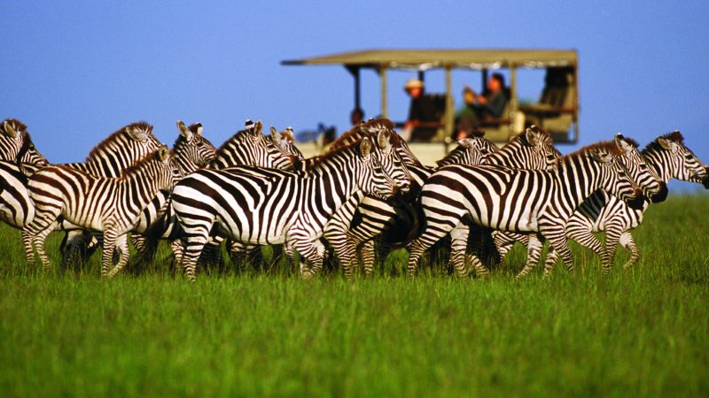 zebra-game-drive-august-in-tanzania-safari-africa